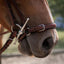 CWD Drop Noseband